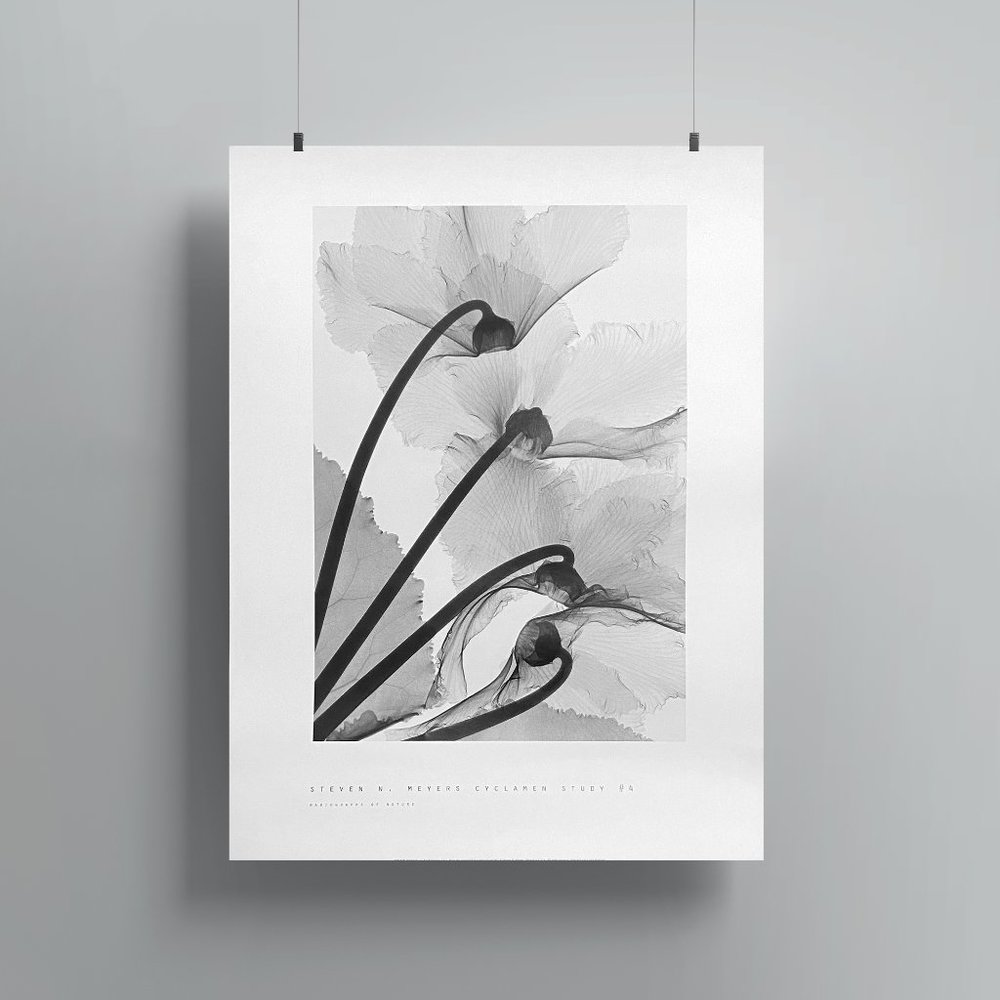 18" x 24" Cyclamen Botanical Poster